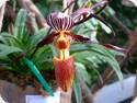 Paph. bellatulum x wilhelminae